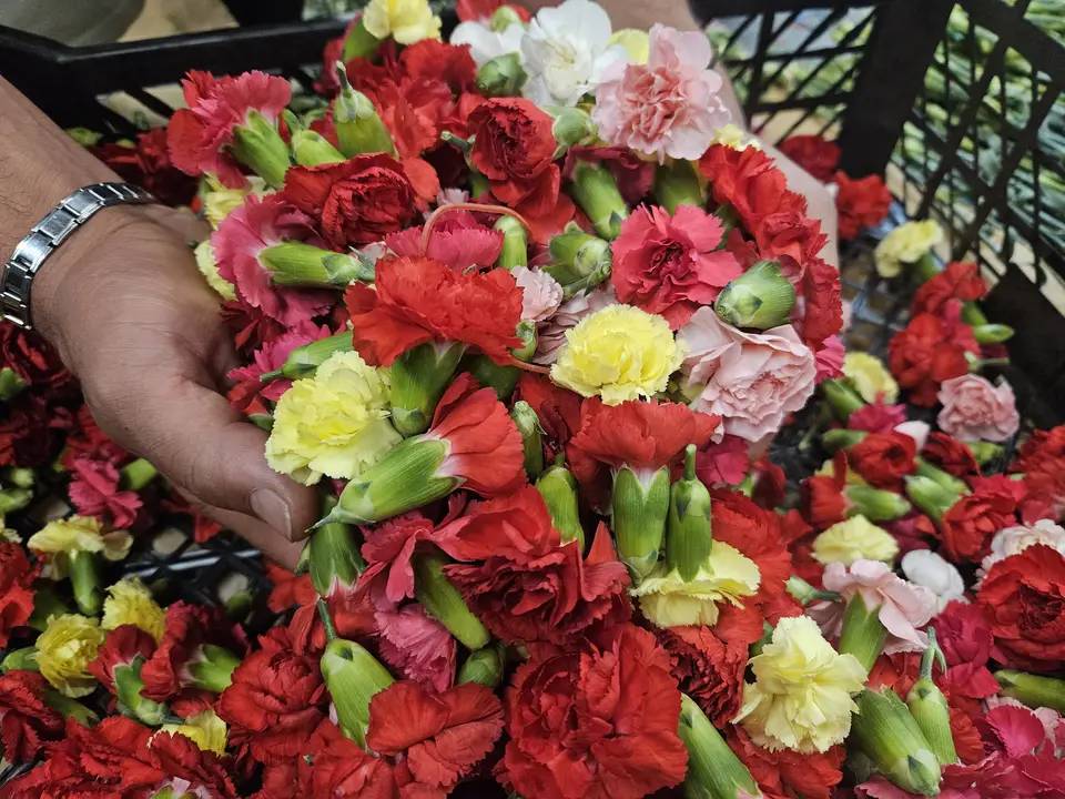 Antalya'nın Karanfili Sirtakide Tabak Kırmanın Yerini Aldı 4